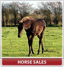 Horse Sales