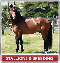 Stallions & Breeding